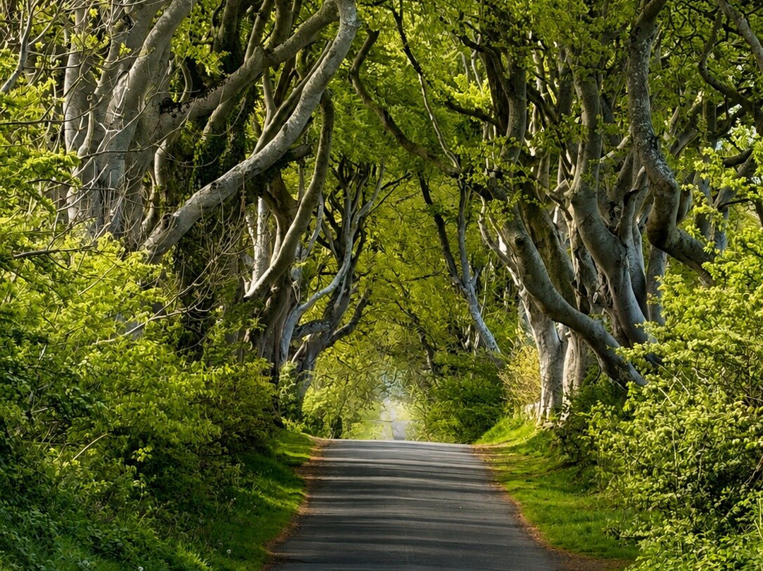 The Dark Hedges-巴利马尼必去景点