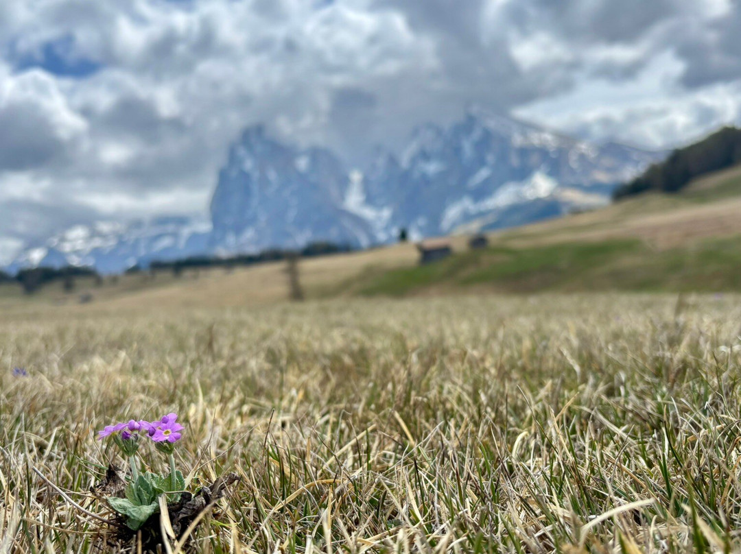 Alpe di Siusi-Alpe di Siusi必去景点