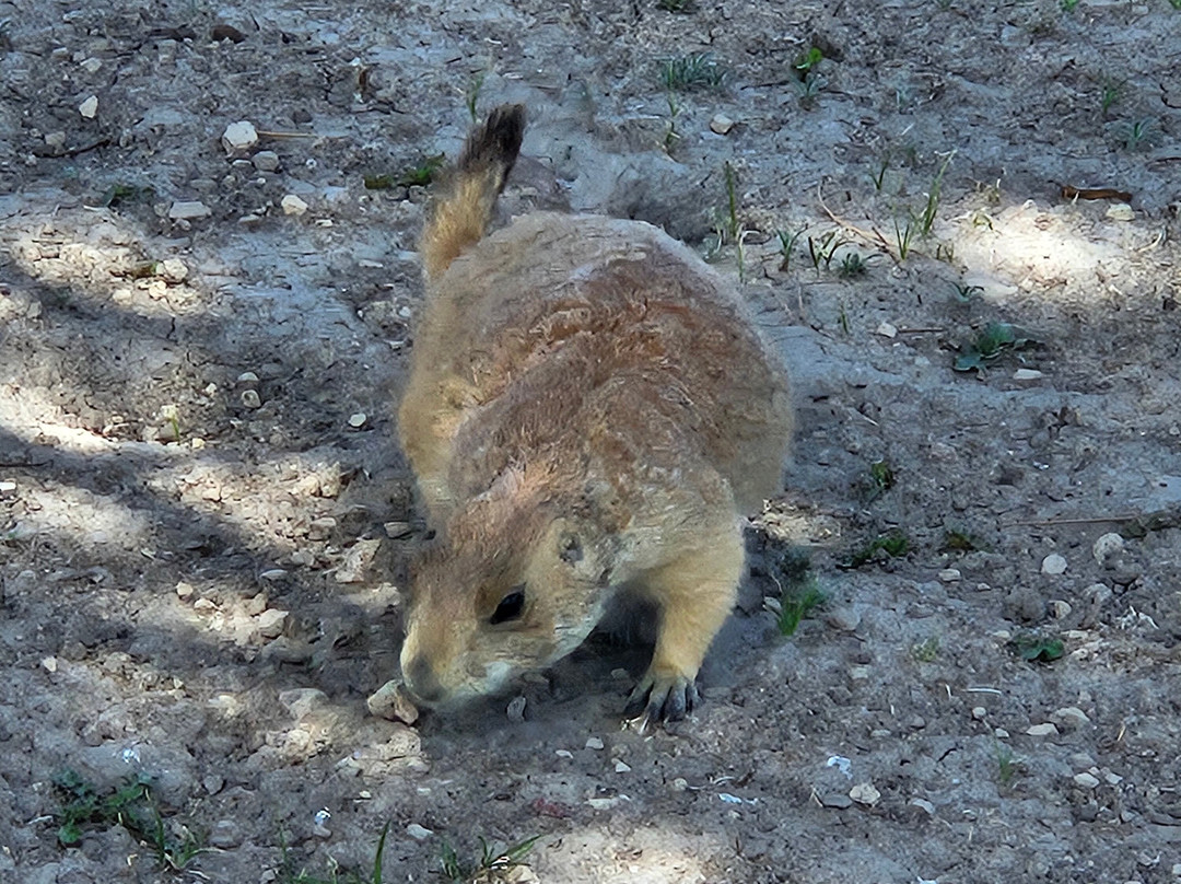 Roberts Prairie Dog Town-恶地国家公园必去景点