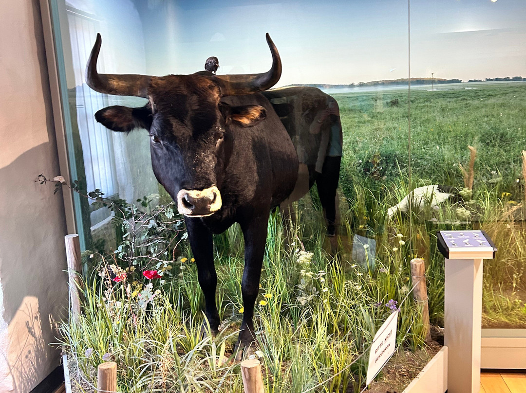 Naturkundemuseum-爱尔福特必去景点