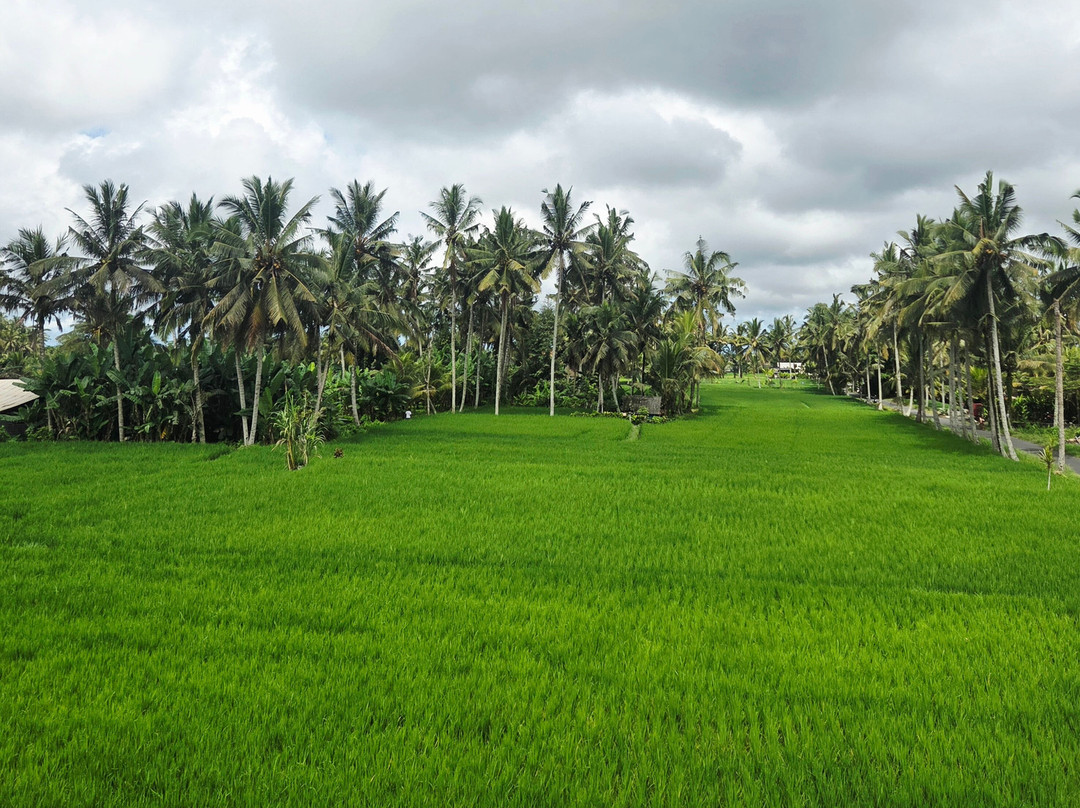 Bali Fun Bike Adventure-Pejeng Kaja必去景点