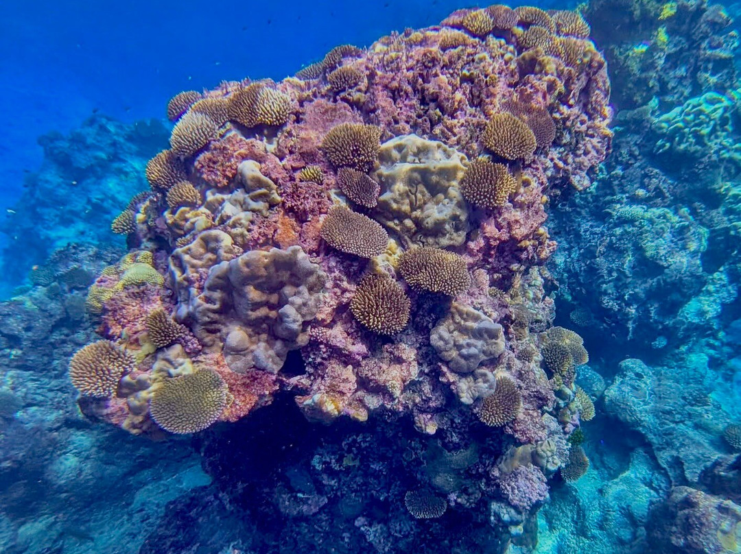 Niue Blue Island Experiences-阿洛菲必去景点