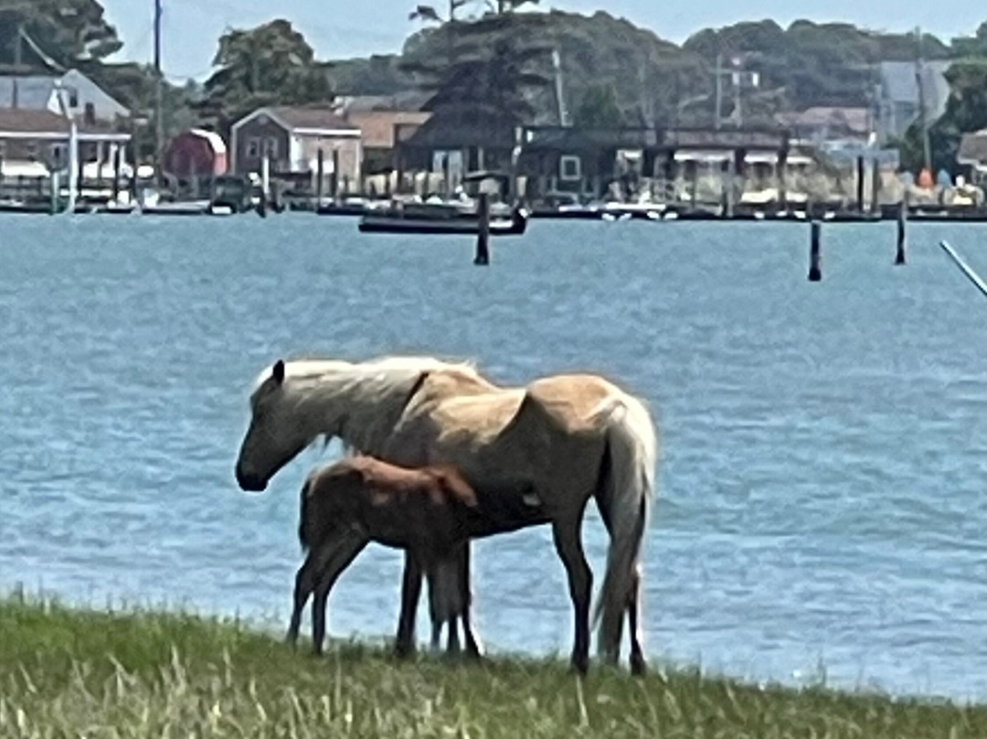 Barnacle Bill's Wild Pony Boat Tours-钦科蒂格岛必去景点