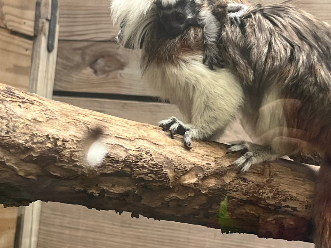 North Florida Wildlife Center-Lamont必去景点