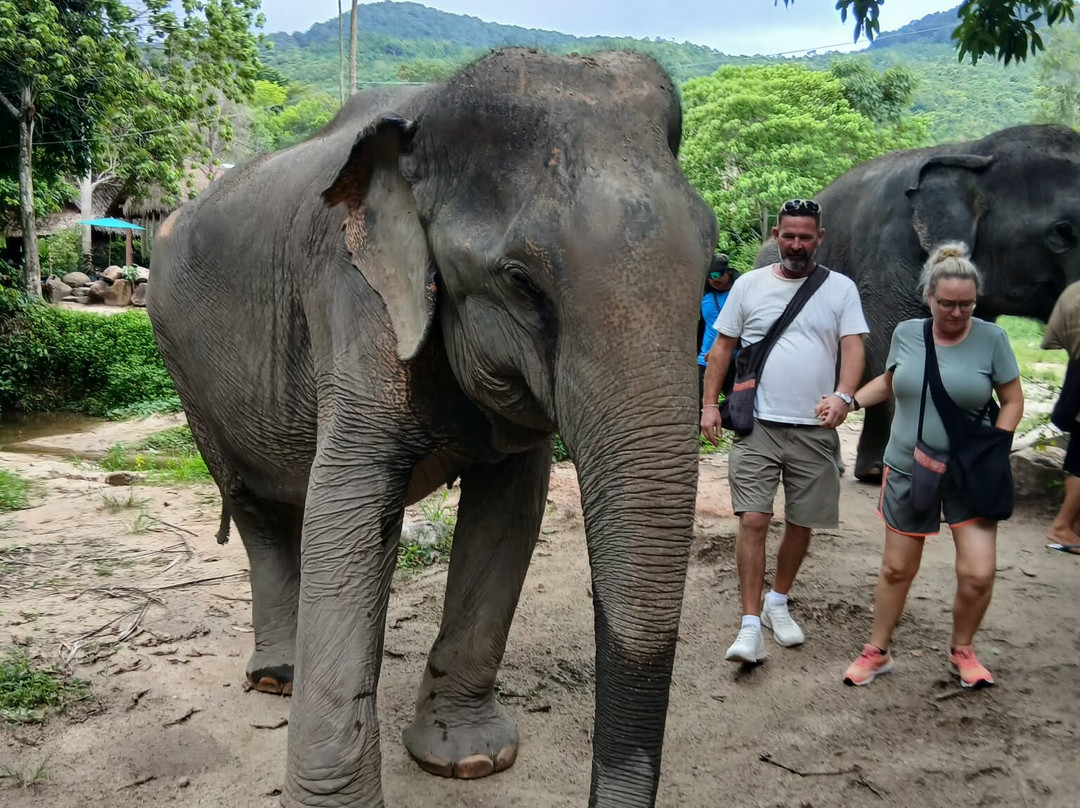 Phangan Elephant Sanctuary-帕岸岛必去景点