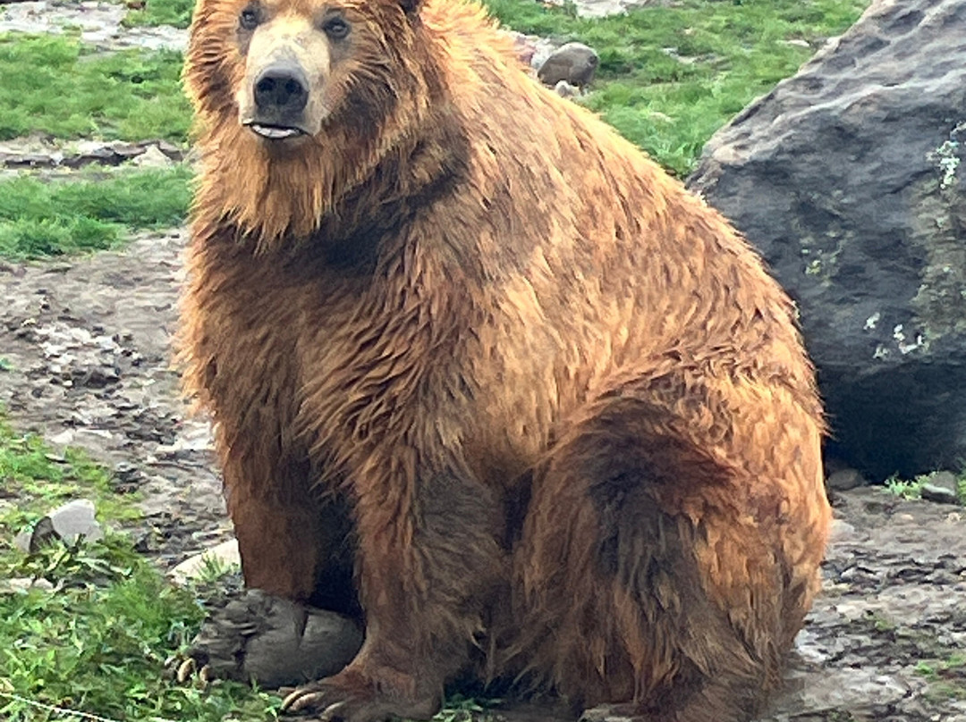 Montana Grizzly Encounter-博兹曼必去景点