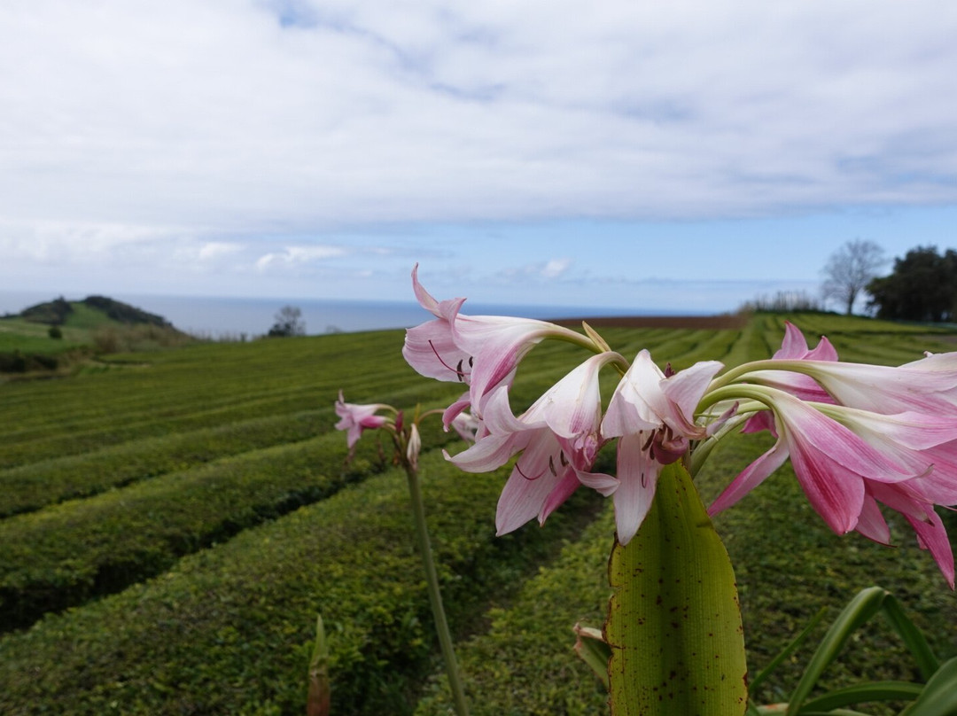 Plantações de Chá Gorreana-Maia必去景点