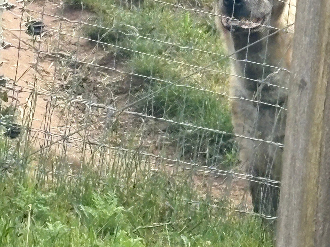 Yorkshire Wildlife Park-Auckley必去景点