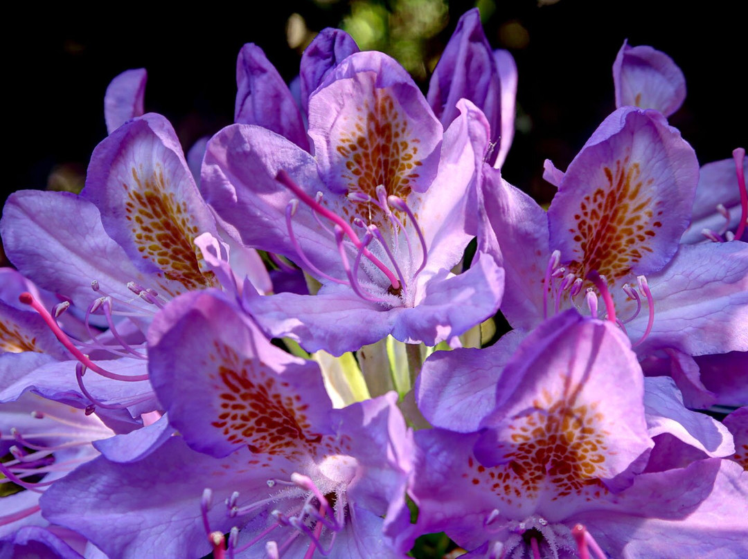 Bowood Woodland Garden-Calne必去景点