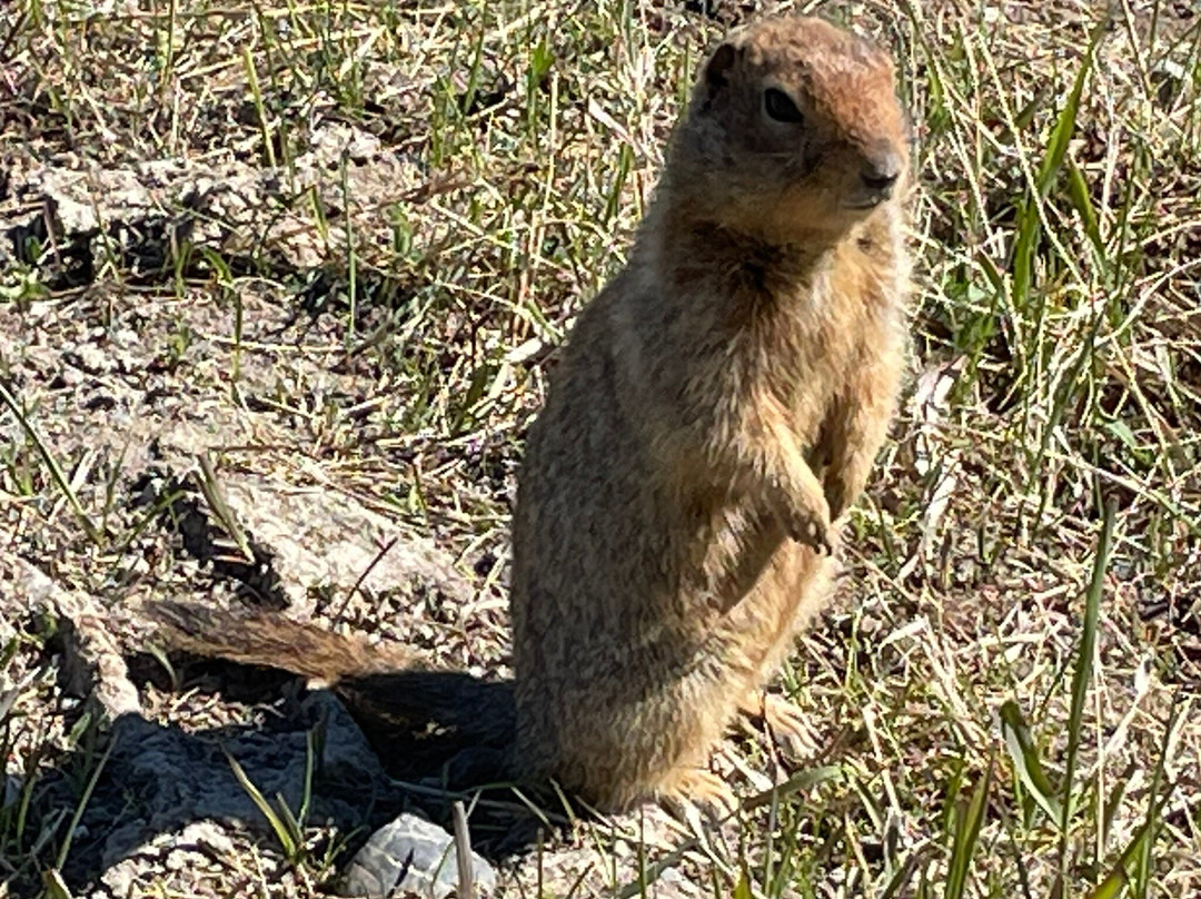 Yukon Wildlife Preserve-白马市必去景点