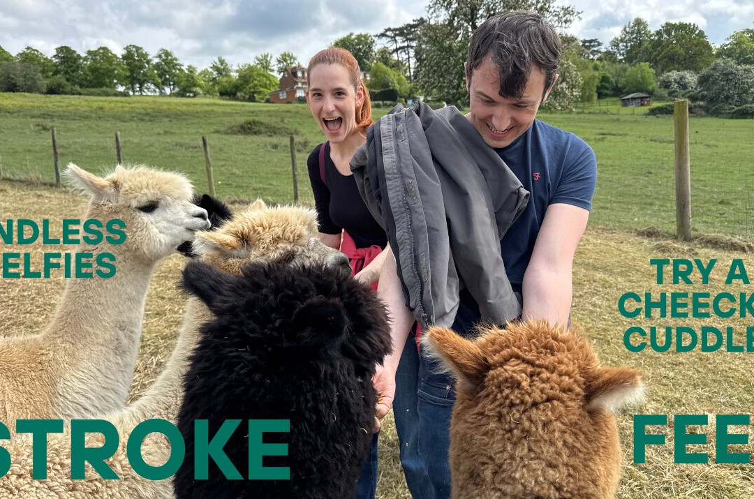 London Alpacas-Epping必去景点