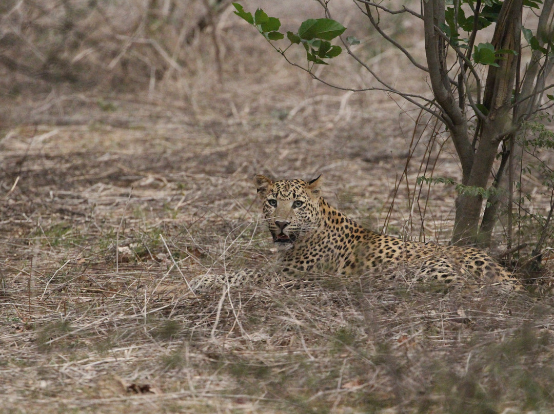 Jhalana Leopard Safari-斋蒲尔必去景点