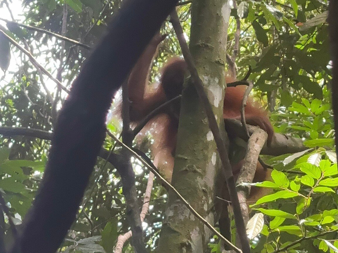 EcoTravel Bukit Lawang - Tours & Treks-武吉拉旺必去景点