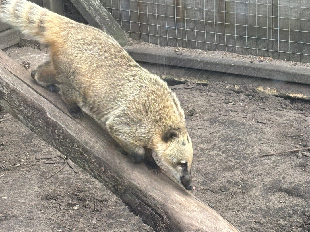 Messingham Zoo-Messingham必去景点