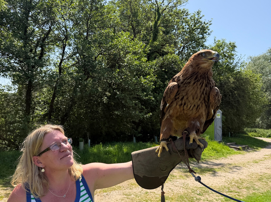 Pitcombe Rock Falconry-Bruton必去景点