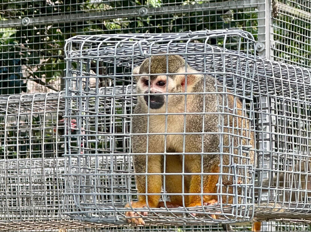 Jungle Friends Primate Sanctuary-盖恩斯维尔必去景点