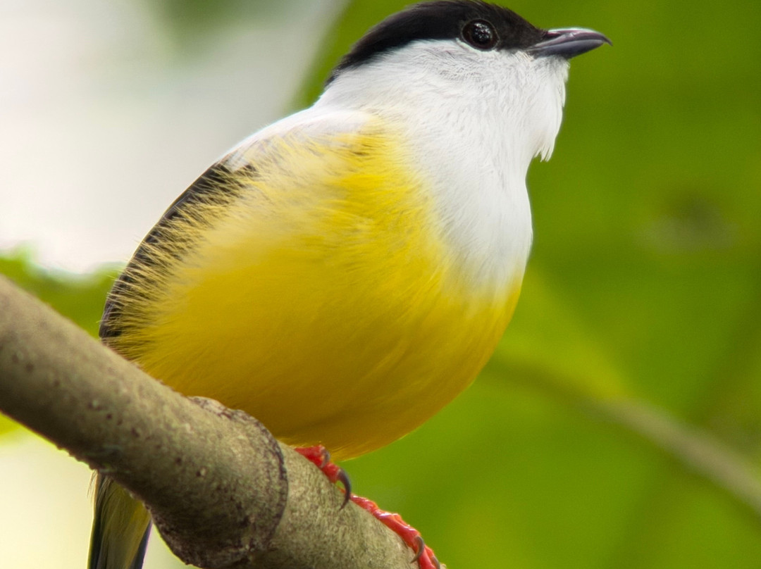 Birding Experiences-福德圣卡洛斯必去景点