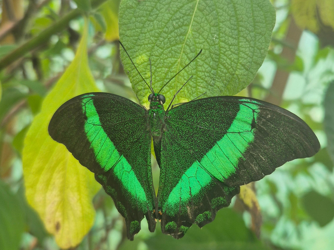 Guys Butterfly House-St Hilary必去景点