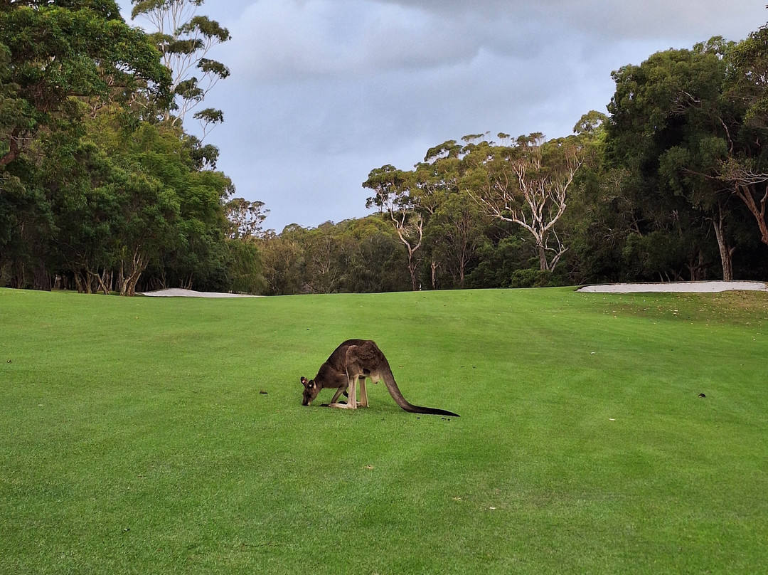 Kangaroo Encounters Guided Tours-尼尔森湾必去景点