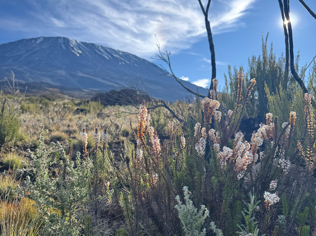 Escape To Tanzania Trekking & Safaris-莫西必去景点