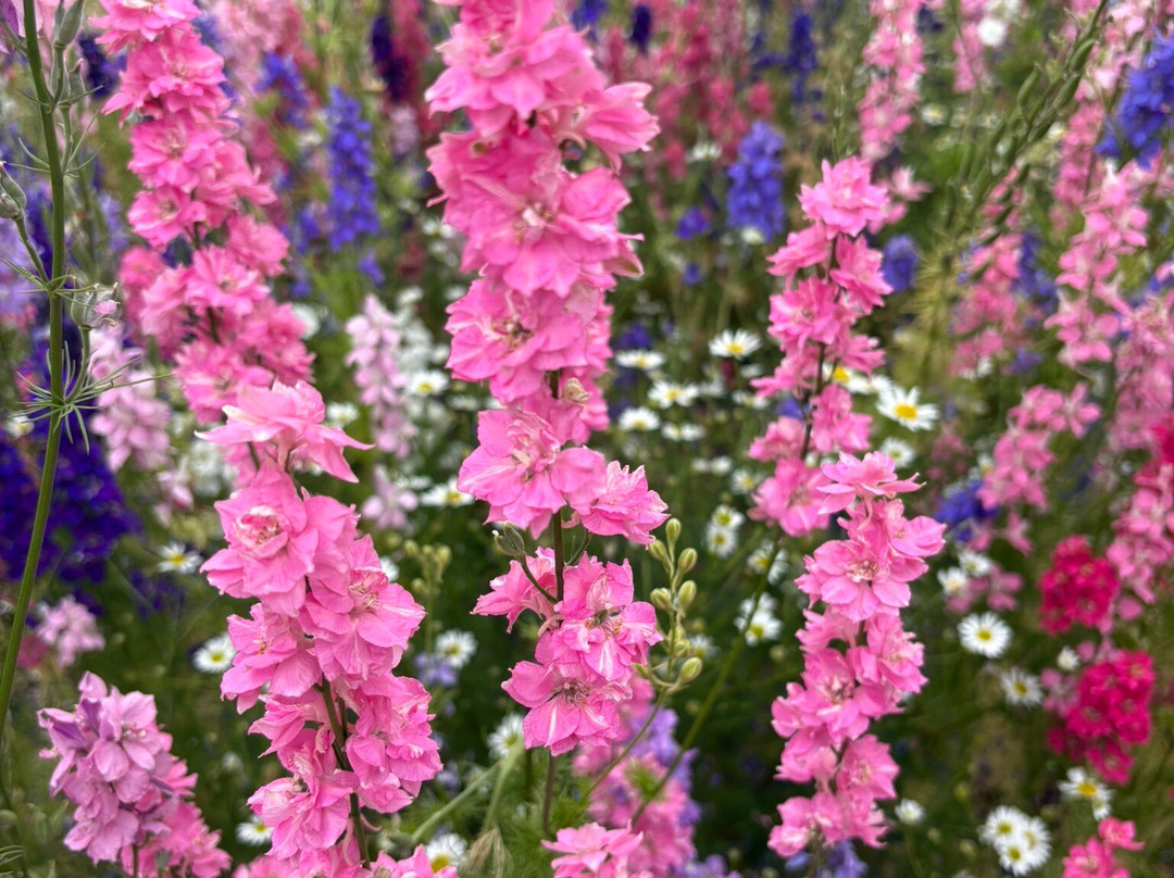 The Real Flower Petal Confetti Company's Confetti Flower Field-Pershore必去景点