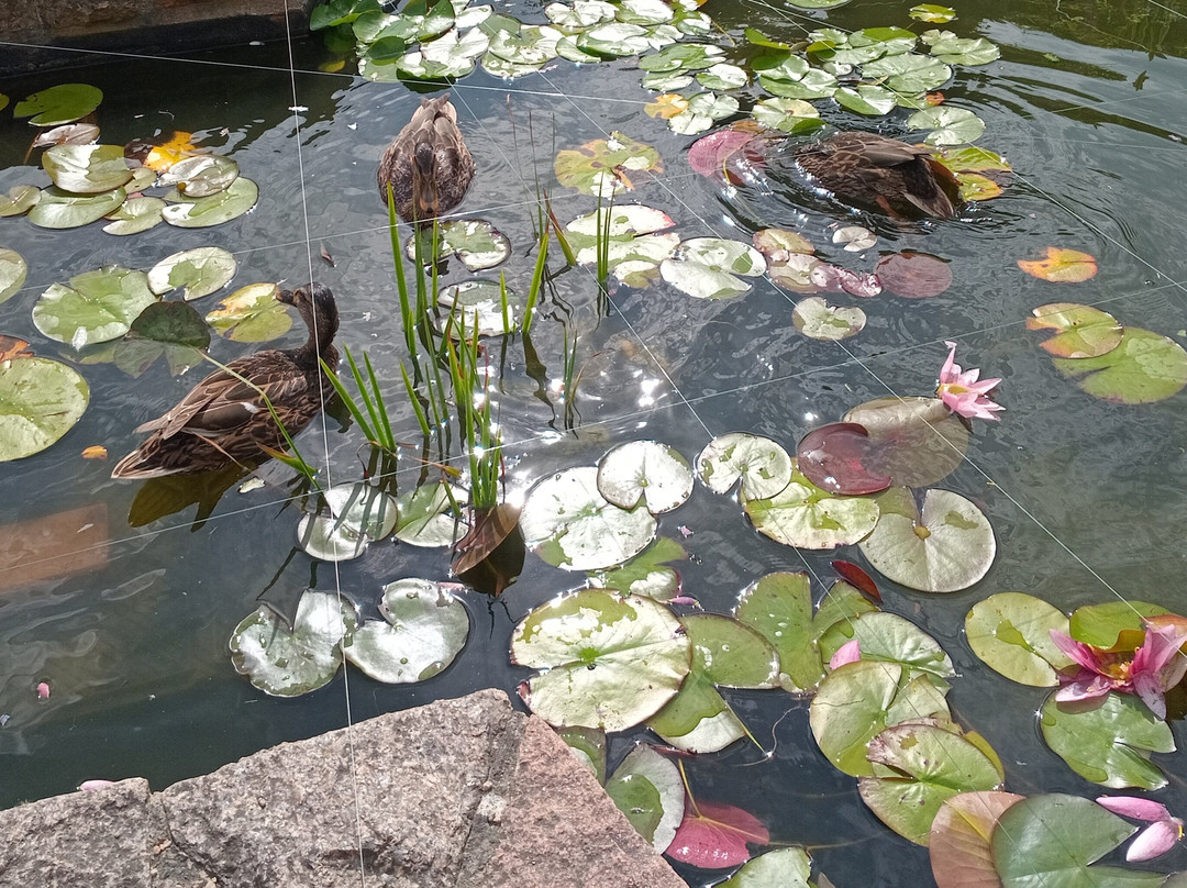 Howard Davis Park-St. Helier必去景点
