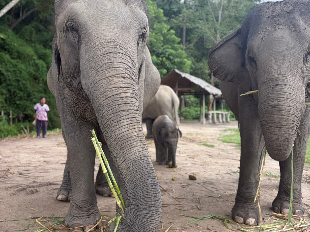 Karen Hilltribe Elephant Sanctuary-Mae Win必去景点