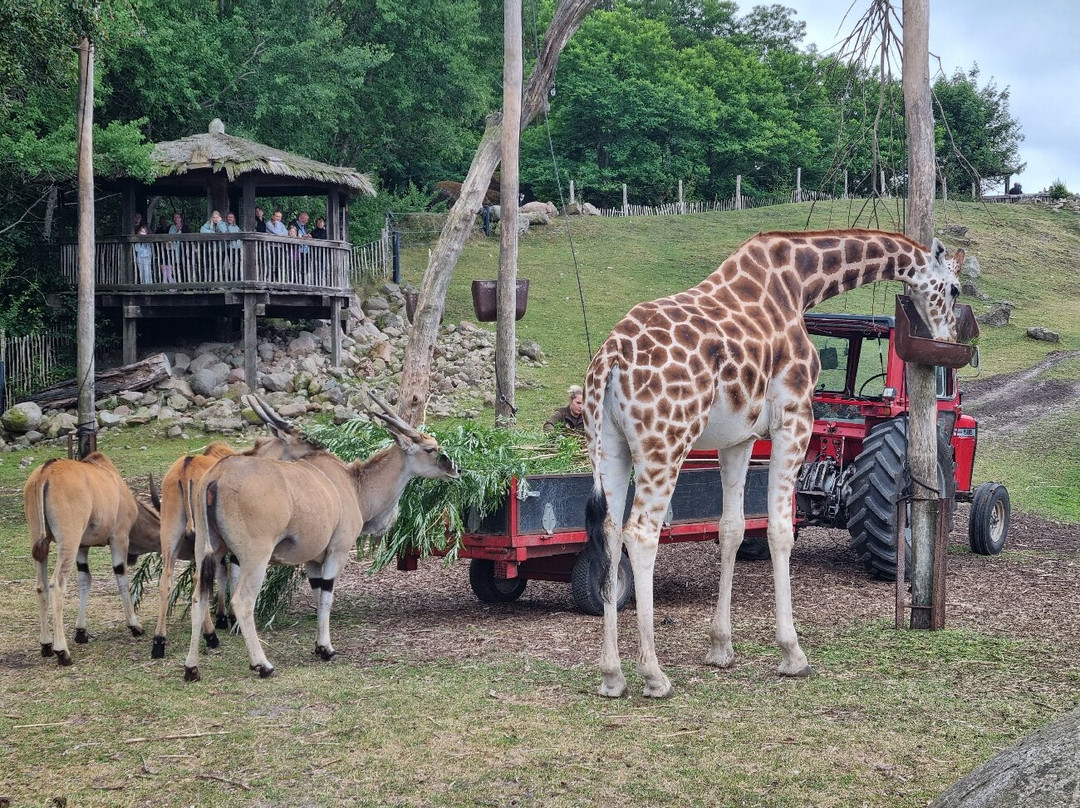Ree Park Safari-埃伯尔措夫特必去景点