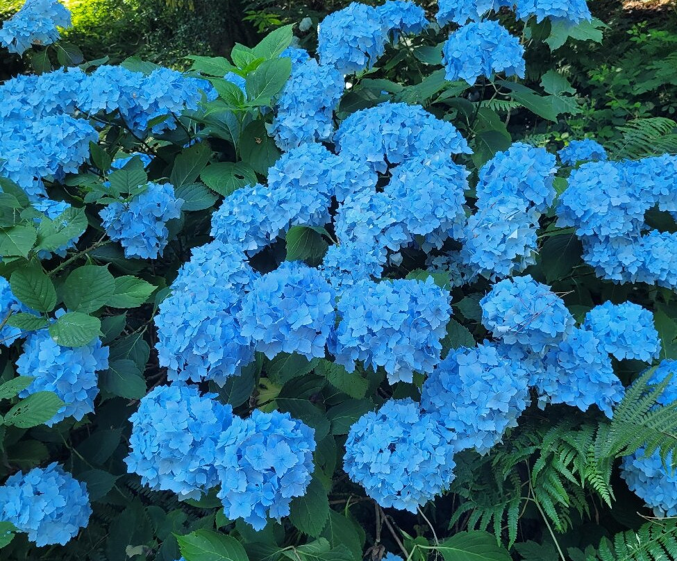 Colby Woodland Garden (National Trust)-Amroth必去景点
