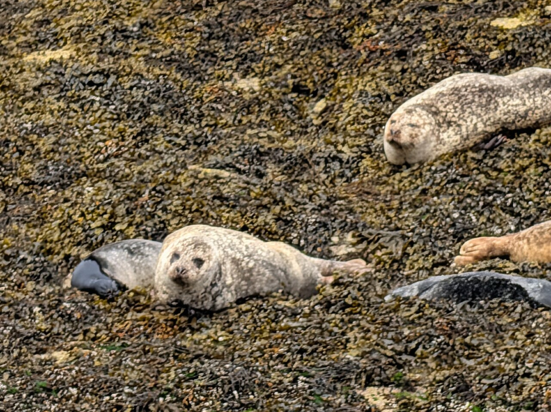 Calum's Seal Trips-Plockton必去景点