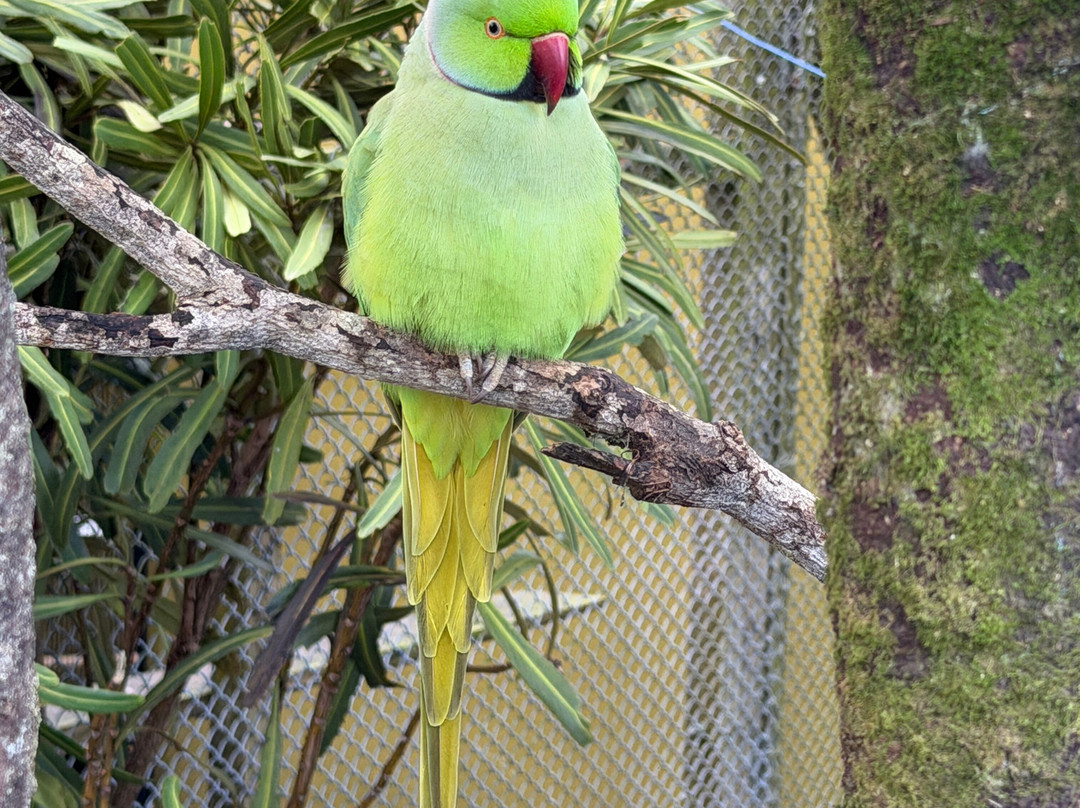 Brooklands Zoo-新普利默斯必去景点