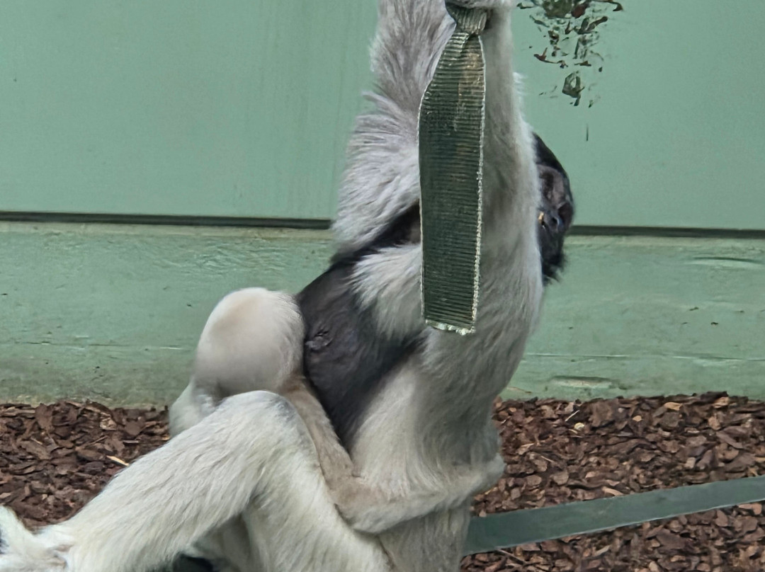 Twycross Zoo-Atherstone必去景点