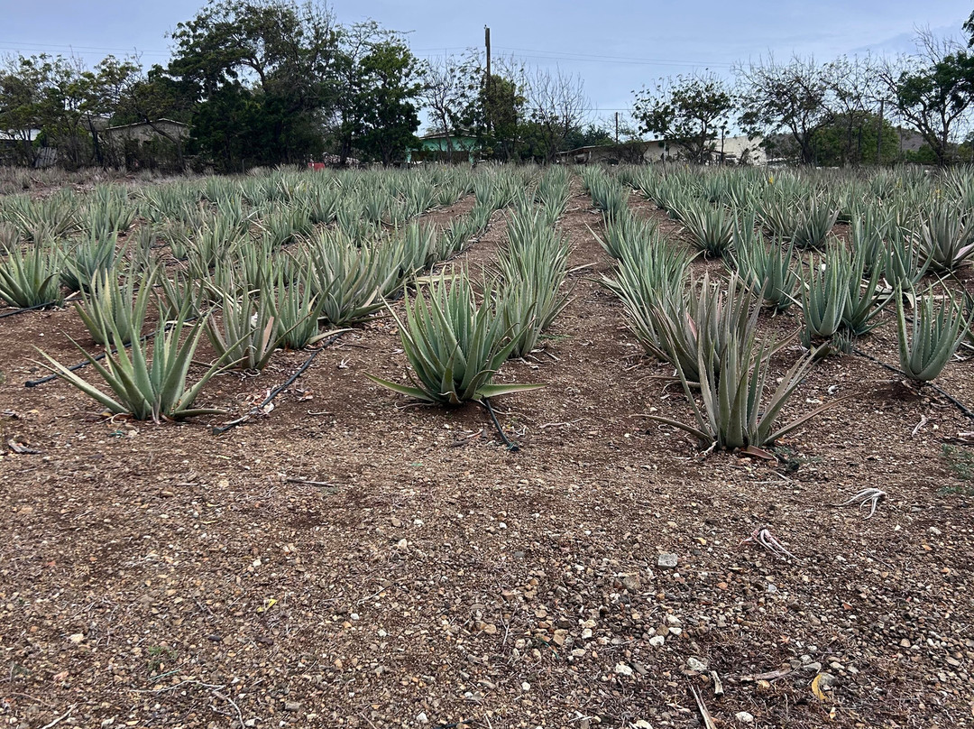 The Aloe Vera Curacao, Home of Curaloe Tour-威廉斯塔德必去景点