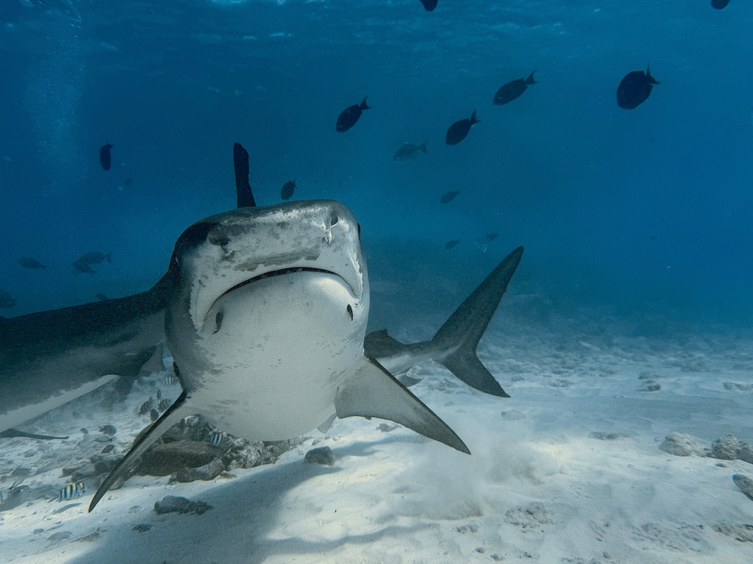 Pelagic Divers Fuvahmulah-Fuvahmulah必去景点