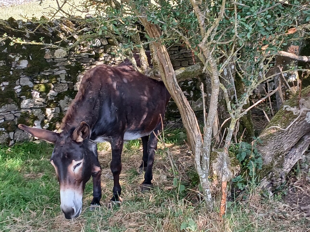 Barnhill Donkeys Retreat Sleagill