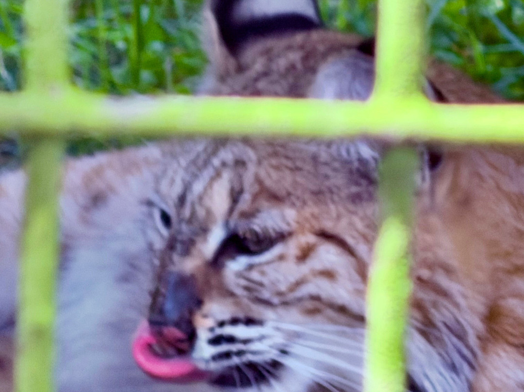 Catty Shack Ranch Wildlife Sanctuary-杰克逊维尔必去景点