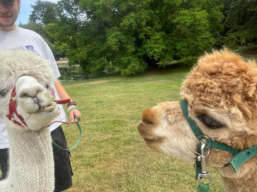 Cotswold Alpacas-切尔滕纳姆必去景点