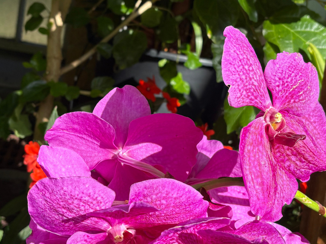 Winter Garden Auckland Domain-奥克兰中心地区必去景点