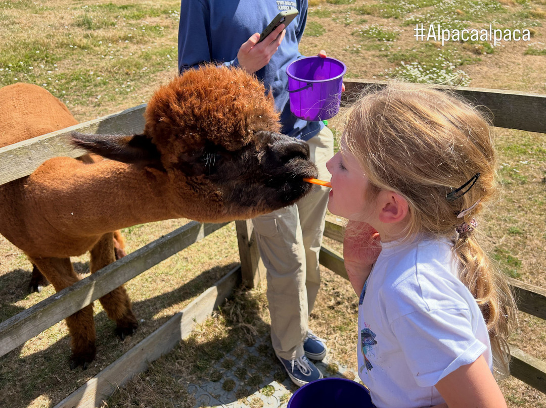 Alpaca Alpaca At Leven Valley-Yarm必去景点