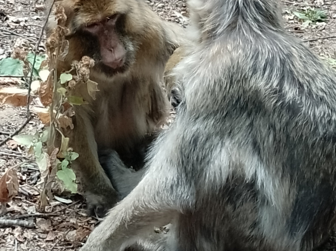 La Vallée des Singes-Romagne必去景点