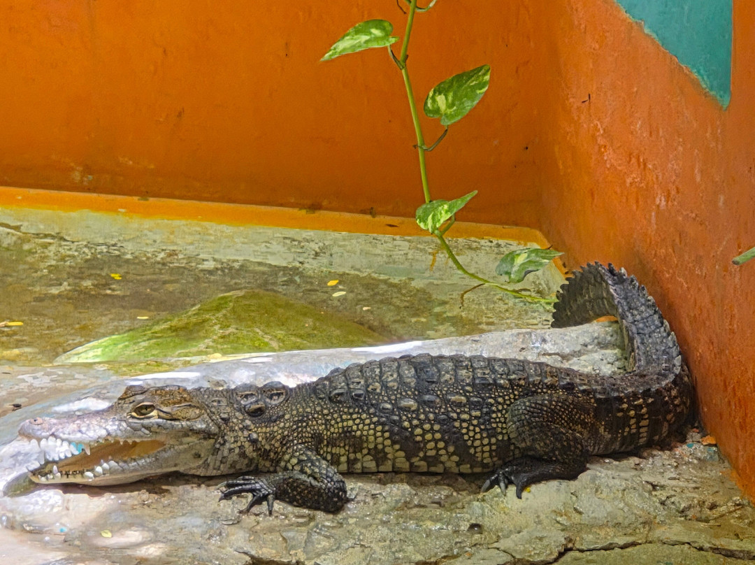 Croco Cun Zoo-从莫雷洛斯港必去景点