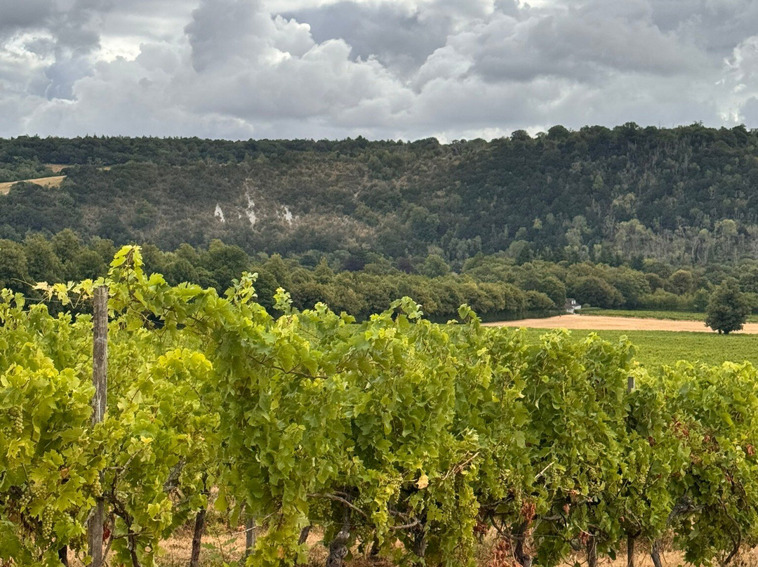 Denbies Wine Estate Ltd-多肯必去景点
