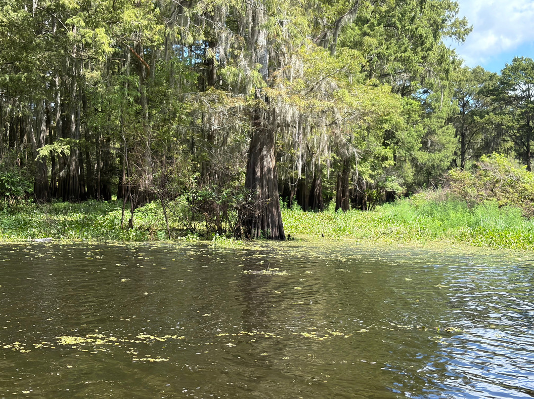 Atchafalaya Basin Landing & Airboat Swamp Tours-布里奥克斯桥必去景点