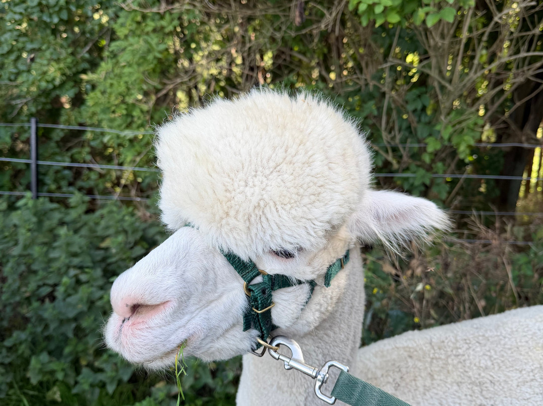 BobCat Alpacas-爱丁堡必去景点