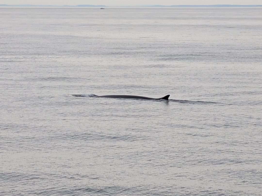 Bar Harbor Whale Watch Co.-巴港必去景点