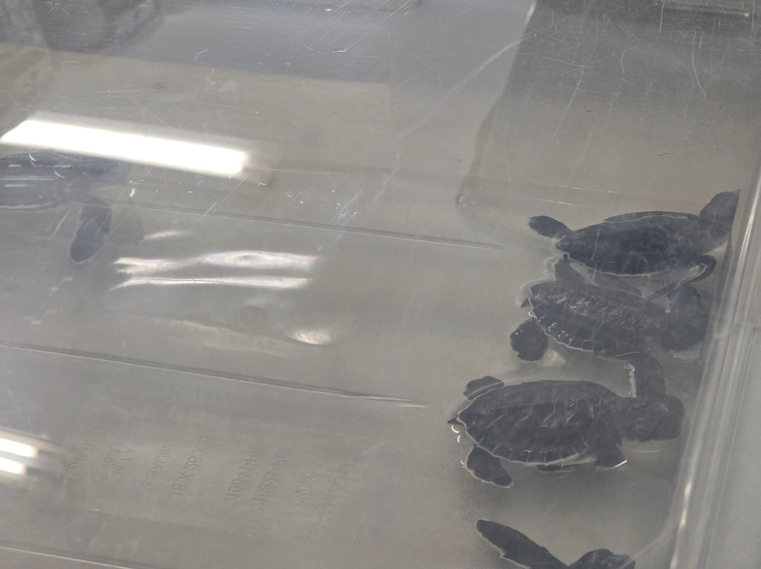 Cayman Turtle Centre: Island Wildlife Encounter-西湾必去景点