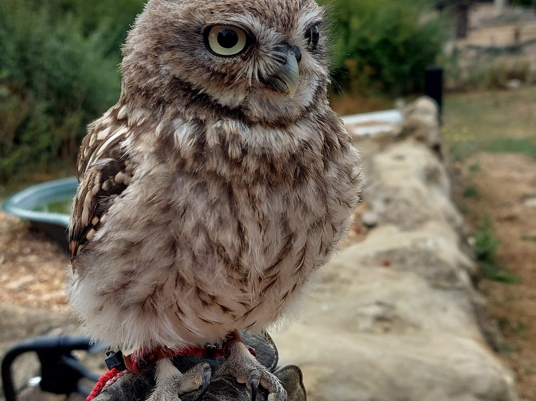 Eagle Heights Wildlife Foundation-Eynsford必去景点