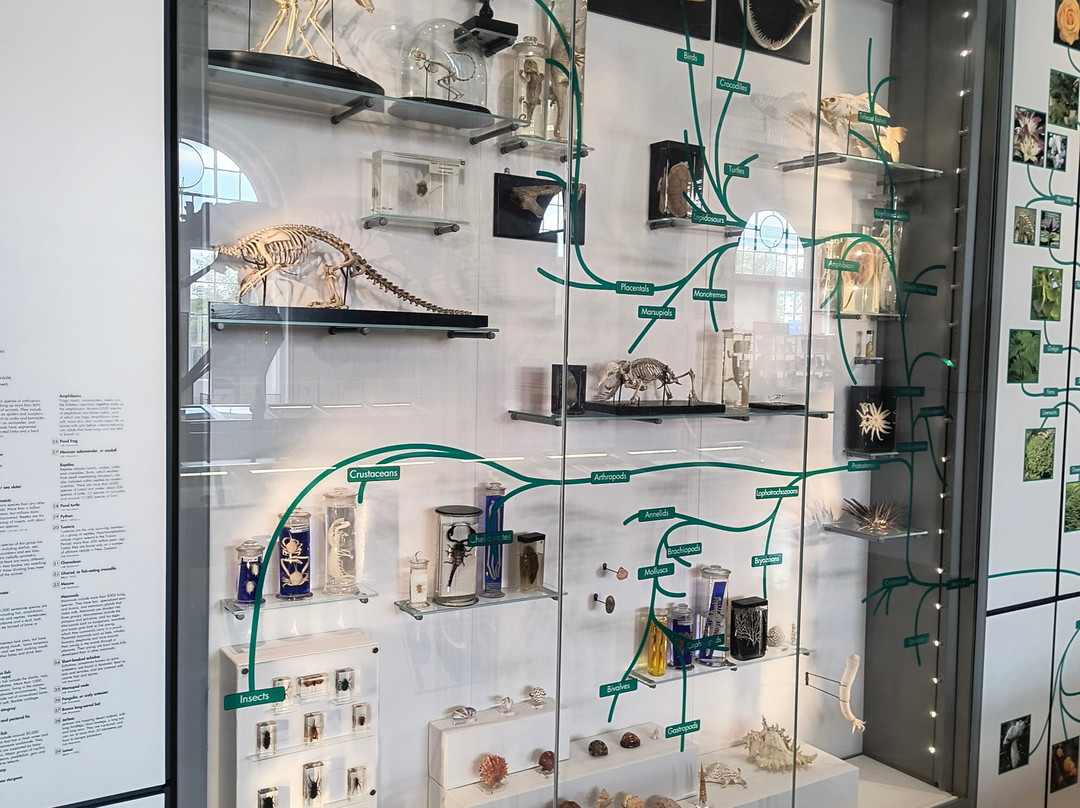 Lapworth Museum of Geology-伯明翰必去景点