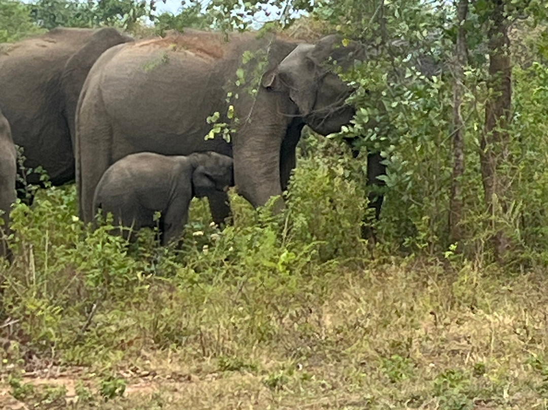 Hashkora Safari Udawalawe-乌达瓦拉瓦必去景点