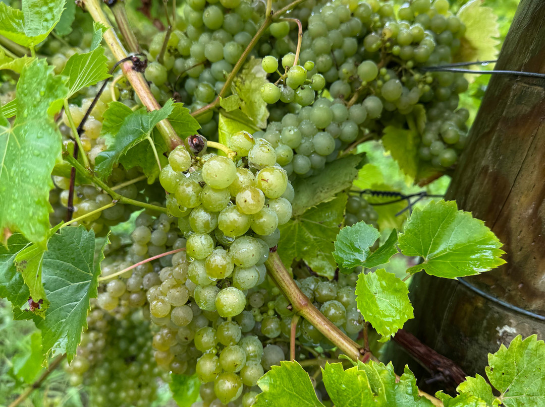 Polgoon Vineyard-彭赞斯必去景点